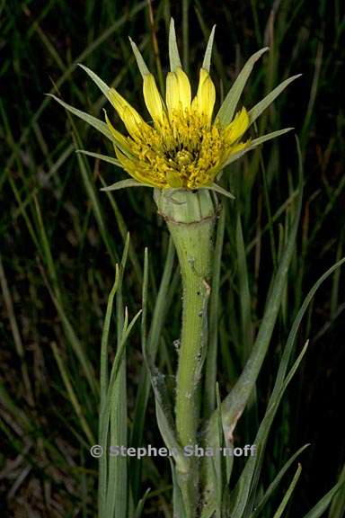 tragopogon dubius 3 graphic